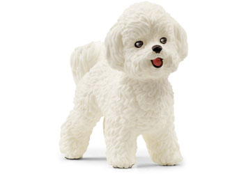 Bichon Frise