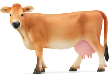 Jersey Cow