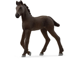 Friesian Foal