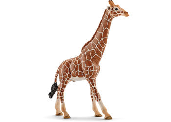 Giraffe - Male