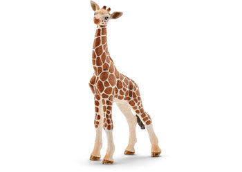 Giraffe - Calf