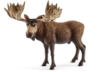 Moose - Bull
