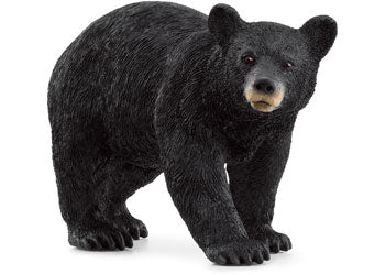 American Black Bear