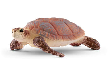 Hawskbill Sea Turtle