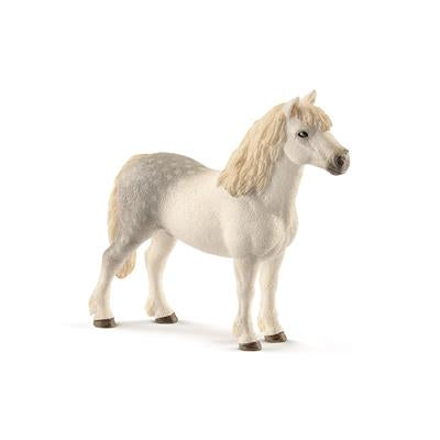 Welsh Pony - Stallion
