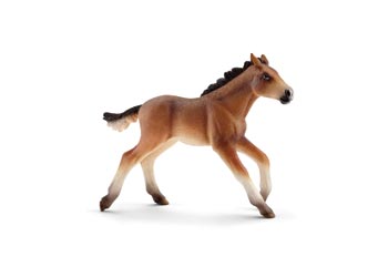 Mustang - Foal