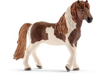 Icelandic Pony - Stallion