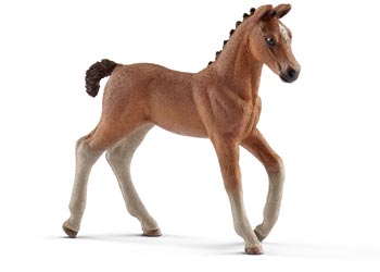 Hanoverian - Foal