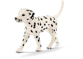 Dalmation - Male