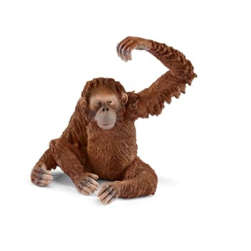 Orangutan - Female