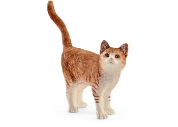 Cat - Ginger
