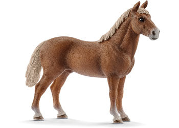 Morgan Horse - Stallion