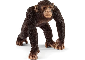 Chimpanzee - Male